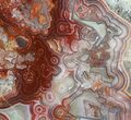 Polished, Red Crazy Lace Agate Slab - Mexico #60985-1